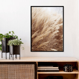 Plakat w ramie Abstrakcyjne naturalne tło miękkich roślin Cortaderia selloana. Trawa pampasowa na rozmytym bokeh, suche trzciny styl boho. Puszyste łodygi wysokiej trawy w zimie