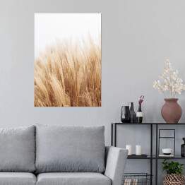 Plakat Abstrakcyjne naturalne tło miękkich roślin Cortaderia selloana. Trawa pampasowa na rozmytym bokeh, suche trzciny styl boho. Puszyste łodygi wysokiej trawy w zimie, białe tło