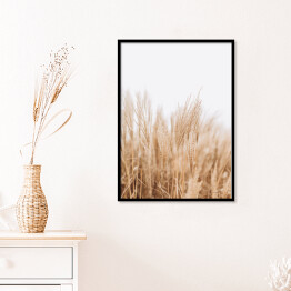 Plakat w ramie Abstrakcyjne naturalne tło miękkich roślin Cortaderia selloana. Trawa pampasowa na rozmytym bokeh, suche trzciny styl boho. Puszyste łodygi wysokiej trawy w zimie, białe tło