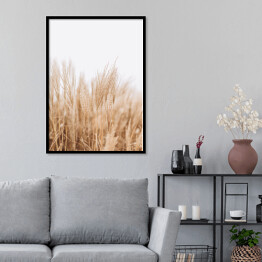 Plakat w ramie Abstrakcyjne naturalne tło miękkich roślin Cortaderia selloana. Trawa pampasowa na rozmytym bokeh, suche trzciny styl boho. Puszyste łodygi wysokiej trawy w zimie, białe tło