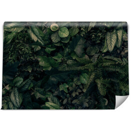 Fototapeta Kreatywna natura zielone tło, tropikalny liść baner lub kwiatowy wzór dżungli koncepcja.