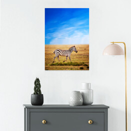 Plakat Zebra na sawannie w Afryce