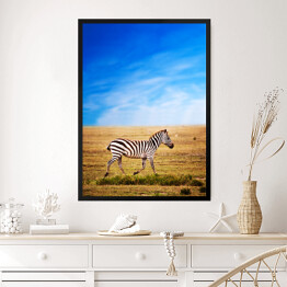Obraz w ramie Zebra na sawannie w Afryce