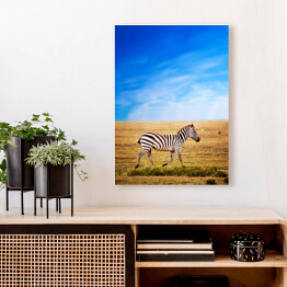 Obraz na płótnie Zebra na sawannie w Afryce