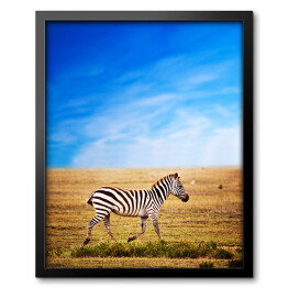 Obraz w ramie Zebra na sawannie w Afryce