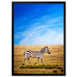 Plakat w ramie Zebra na sawannie w Afryce