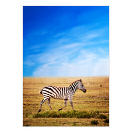 Plakat samoprzylepny Zebra na sawannie w Afryce