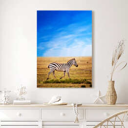 Obraz na płótnie Zebra na sawannie w Afryce