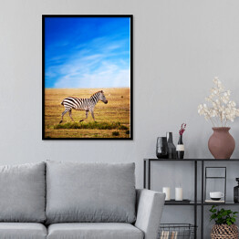 Plakat w ramie Zebra na sawannie w Afryce