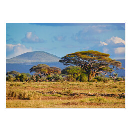 Plakat Krajobraz sawanny, Kenia