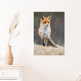 Plakat samoprzylepny Czerwony lis spoglądający w dal