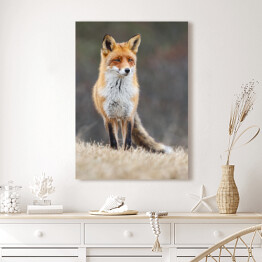 Obraz na płótnie Czerwony lis spoglądający w dal