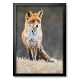 Obraz w ramie Czerwony lis spoglądający w dal