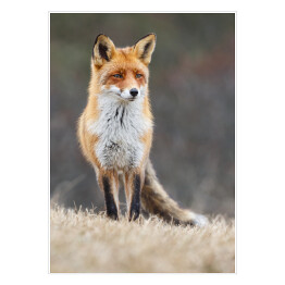 Plakat samoprzylepny Czerwony lis spoglądający w dal