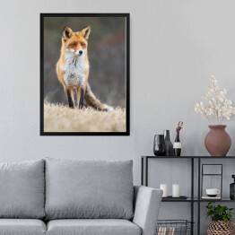 Obraz w ramie Czerwony lis spoglądający w dal