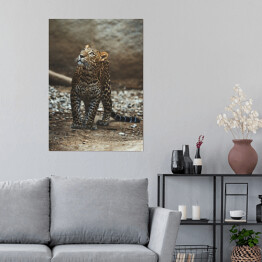 Plakat samoprzylepny Lampart cejloński (Panthera pardus kotiya) portret szczegółowy
