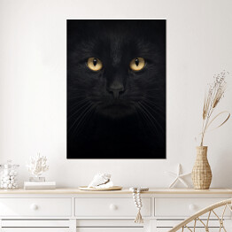 Plakat Czarny kot patrzący głęboko w oczy