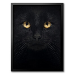 Obraz w ramie Czarny kot patrzący głęboko w oczy