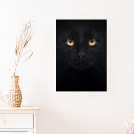 Plakat samoprzylepny Czarny kot patrzący głęboko w oczy