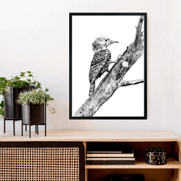 Obraz w ramie Dzięcioł, ptak na gałęzi - szkic