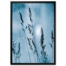 Obraz klasyczny Trawy ozdobne w kroplach deszczu