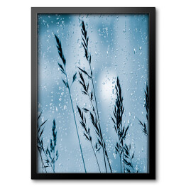 Obraz w ramie Trawy ozdobne w kroplach deszczu