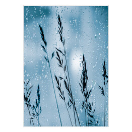 Plakat samoprzylepny Trawy ozdobne w kroplach deszczu