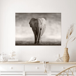 Słoń w odcieniach szarości