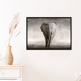 Plakat w ramie Słoń w odcieniach szarości