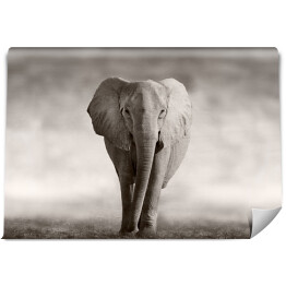 Fototapeta Słoń w odcieniach szarości