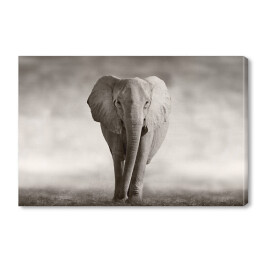 Obraz na płótnie Słoń w odcieniach szarości