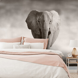 Fototapeta winylowa zmywalna Słoń w odcieniach szarości