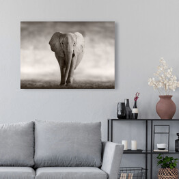 Słoń w odcieniach szarości