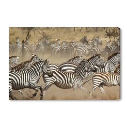 Zebry w galopie - Południowa Afryka