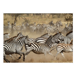 Plakat Zebry w galopie - Południowa Afryka