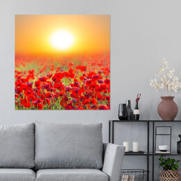 Plakat samoprzylepny Czerwone pole maków o wschodzie słońca
