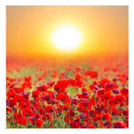 Plakat samoprzylepny Czerwone pole maków o wschodzie słońca
