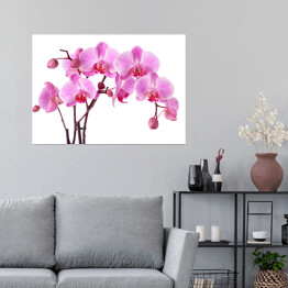 Plakat Okazałe orchidee na białym tle