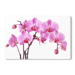 Okazałe orchidee na białym tle