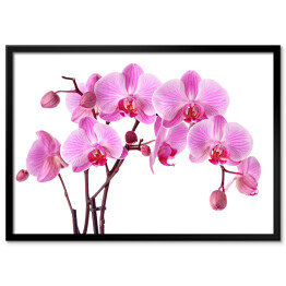 Okazałe orchidee na białym tle