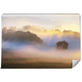 Fototapeta Drzewo we mgle rozświetlonej słońcem na tle lasu