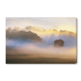 Obraz na płótnie Drzewo we mgle rozświetlonej słońcem na tle lasu