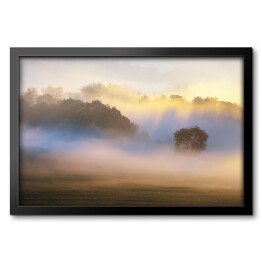 Obraz w ramie Drzewo we mgle rozświetlonej słońcem na tle lasu