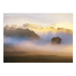 Plakat Drzewo we mgle rozświetlonej słońcem na tle lasu