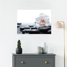 Plakat samoprzylepny Biała orchidea i mokre czarne kamienie