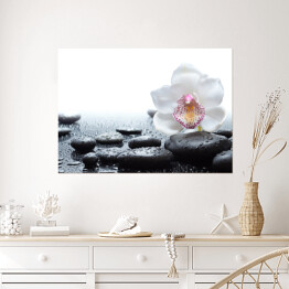 Plakat Biała orchidea i mokre czarne kamienie
