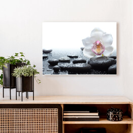 Obraz na płótnie Biała orchidea i mokre czarne kamienie