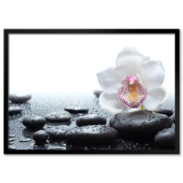 Plakat w ramie Biała orchidea i mokre czarne kamienie