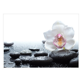 Plakat samoprzylepny Biała orchidea i mokre czarne kamienie