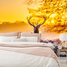 Fototapeta samoprzylepna Sylwetka jelenia o świcie na polanie